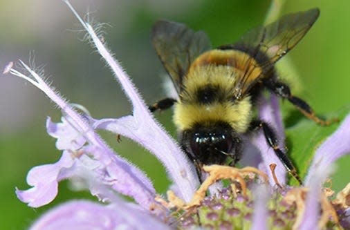 The rusty patched bumble bee has declined considerably, but it is sighted frequently in Wisconsin, even in cities.