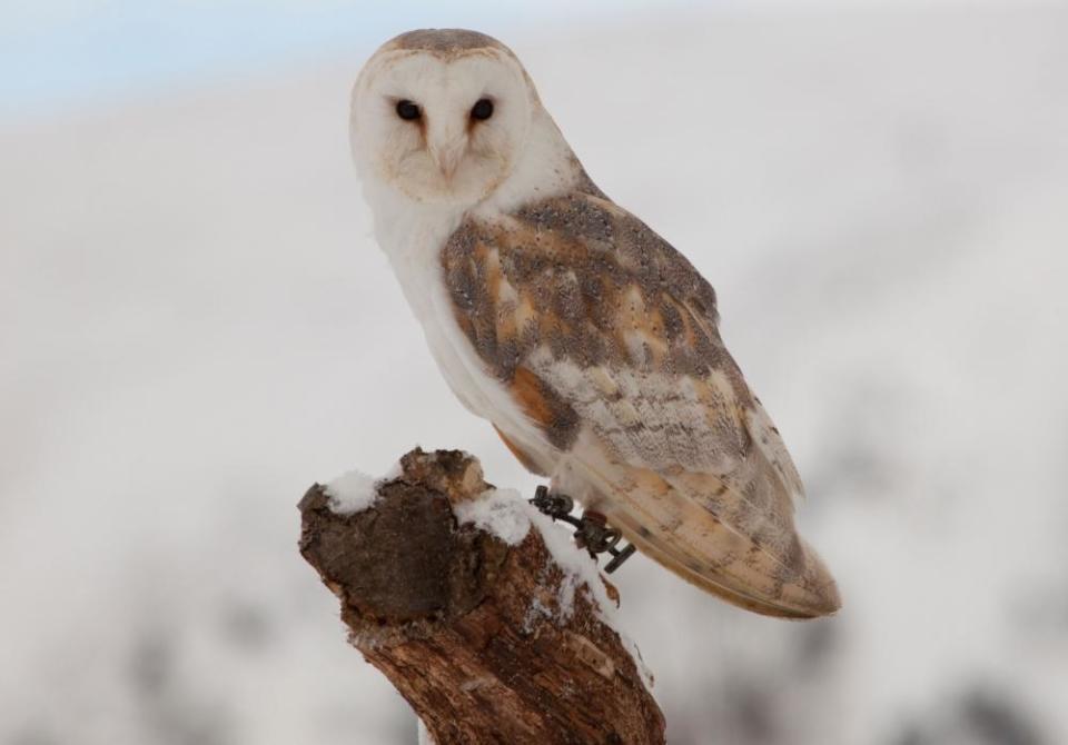 A barn owl ... aloof as the moon.