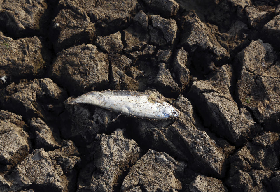 FILE - A dead fish lies on a dried up section of Osman Sagar lake on the outskirts of Hyderabad, India on April 21, 2016. A new study Thursday, May 18, 2023, finds the natural burst of El Nino warming that changes weather worldwide is far costlier with longer-lasting expenses than experts had thought, averaging trillions of dollars in damage. (AP Photo/Mahesh Kumar A., File)