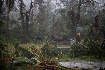 A view of trees damaged by the wind during Hurricane Matthew in Les Cayes, Haiti, October 4, 2016. REUTERS/Andres Martinez Casares