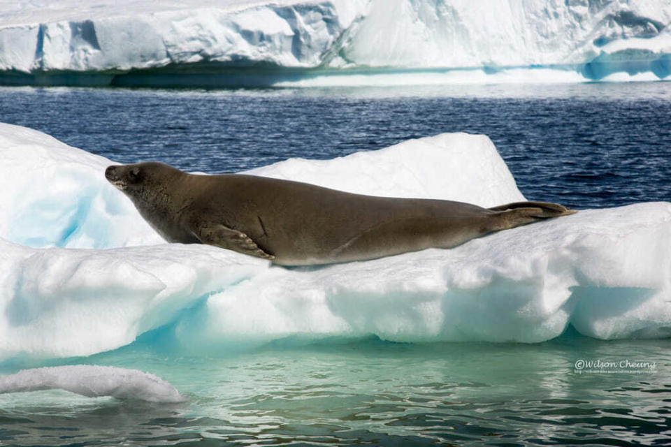 南極的食蟹海豹（Crabeater Seal）身上有些疤痕，其實都是豹海豹的攻擊造成。