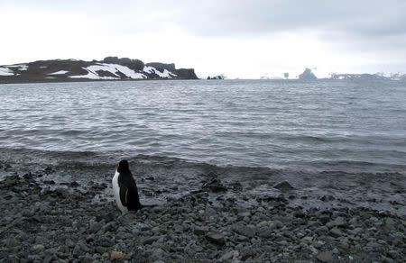 Un pingüino es visto cerca de la Base Carlini de Argentina en la Antártida, 12 de enero de 2017. Más allá del frío o la ausencia de verde, el silencio es uno de los principales rasgos de la Antártida. Sin embargo, los estruendos del rompimiento de glaciares perturban cada vez más a los pobladores de la base argentina Carlini. REUTERS/Nicolas Misculin