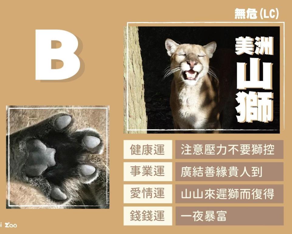 B選項為美洲山獅。（翻攝台北市立動物園臉書）