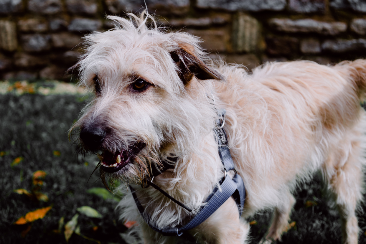 Glen of Imaal Terrier