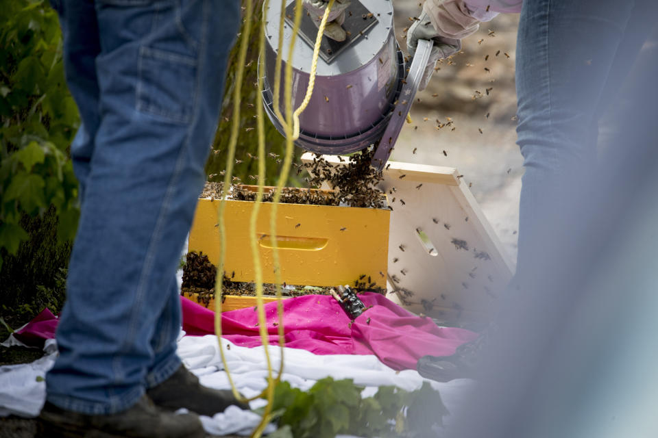 Beekeeper Sean Kennedy, uses a specially made bucket on a stick to capture a swarm of honey bees and relocate them to a bee hive, Friday, May 1, 2020, in Washington. (AP Photo/Andrew Harnik)