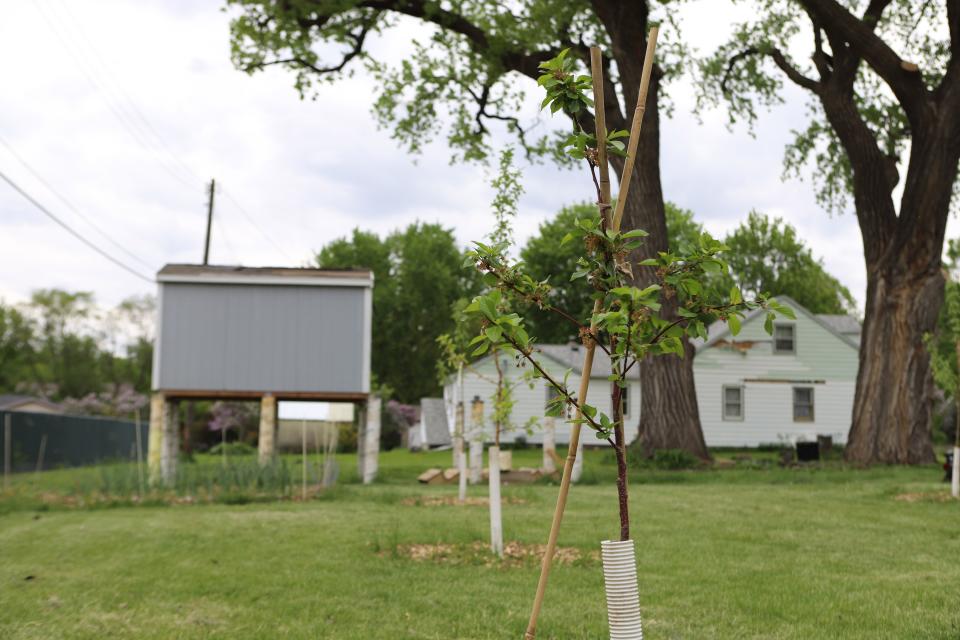 Apple and cherry trees will eventually surround the student plots at IronFox Farm in Sioux Falls. The trees were some of the first things IronFox founders, Dan and Megan EisenVos, planted on their land.