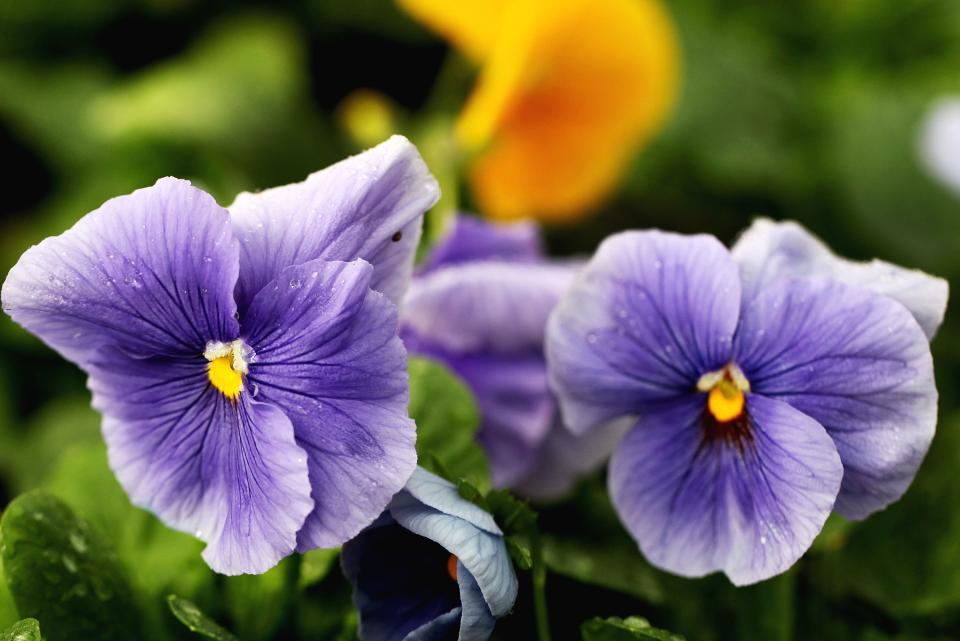 Vibrant Violas