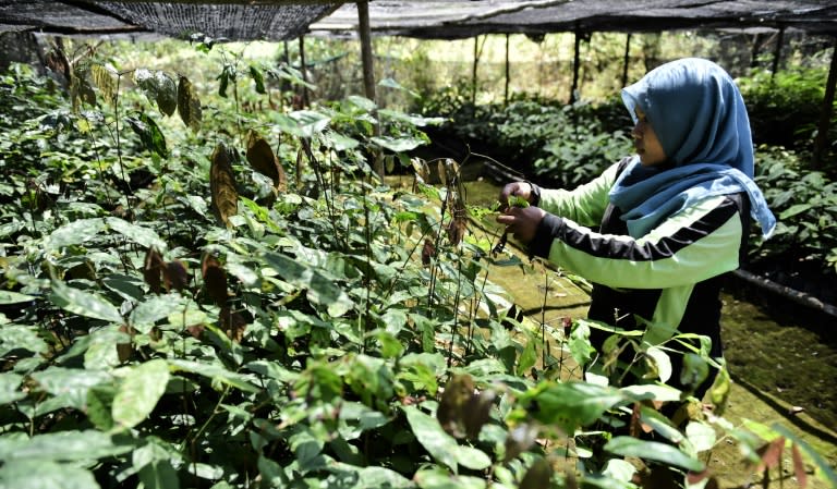 A worker takes care of seedlings given by former loggers as payment for health treatment and to be replanted in reforestation efforts in Manjau, West Kalimantan province