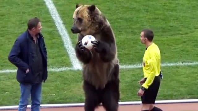 The bear handed the ball to the ref. Image: YouTube