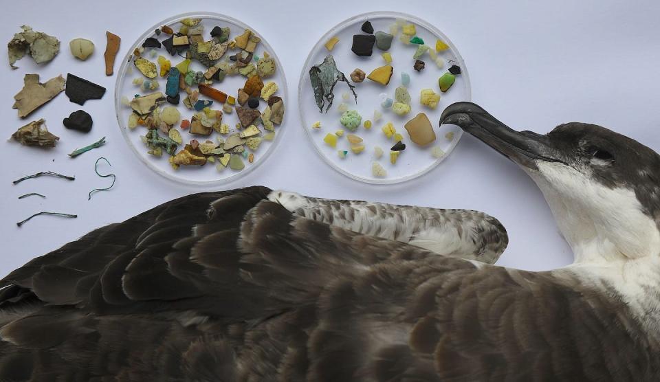 In a 2021 study, scientists found 194 plastic fragments in the stomach of this great shearwater (<em>Ardenna gravis</em>). <a href="https://www.jstage.jst.go.jp/article/emcr/1/0/1_20210009/_article" rel="nofollow noopener" target="_blank" data-ylk="slk:Yamashita et al., 2021;elm:context_link;itc:0;sec:content-canvas" class="link ">Yamashita et al., 2021</a>, <a href="http://creativecommons.org/licenses/by-nd/4.0/" rel="nofollow noopener" target="_blank" data-ylk="slk:CC BY-ND;elm:context_link;itc:0;sec:content-canvas" class="link ">CC BY-ND</a>