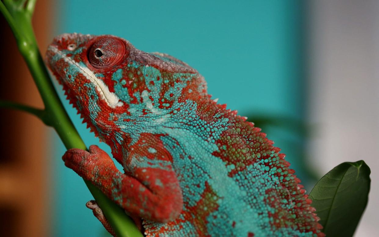 Daily Telegraph writer Judith Woods' pet chameleon, Cornelius - Clara Molden