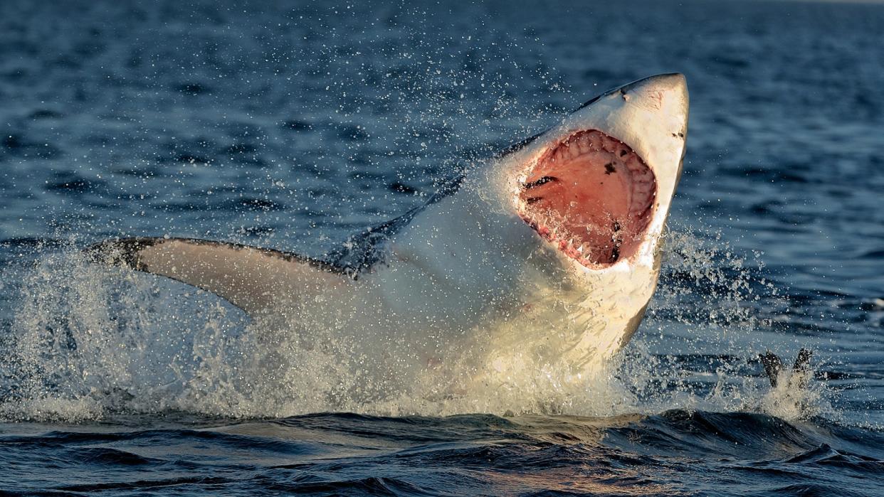 Great White Shark (Carcharodon carcharias) breaching ocean in an attack.