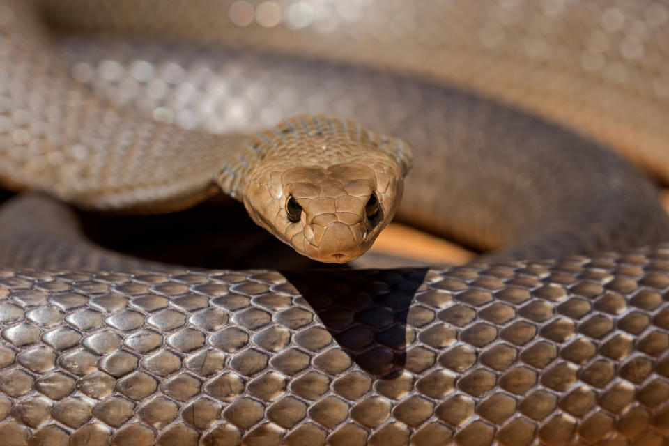 Die Östliche Braunschlange kommt in nahezu ganz Australien vor und hat ein besonders starkes Gift. Bei Begegnungen mit dem Menschen reagiert sie sehr aggressiv. Foto: Symbolbild / gettyimages / Ken Griffiths