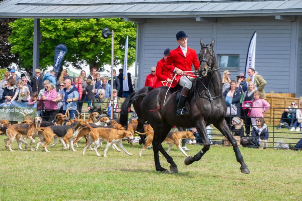 East Anglian Daily Times: The dogs in the Parade of Hounds are known for their friendly natures. Image: Charlotte Bond