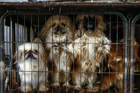 Local-bred Pekingese dogs stand in a cage at the compound of a local animal breeder Zhang Lei in Beijing, China, January 11, 2018. Picture taken January 11, 2018. REUTERS/Thomas Peter