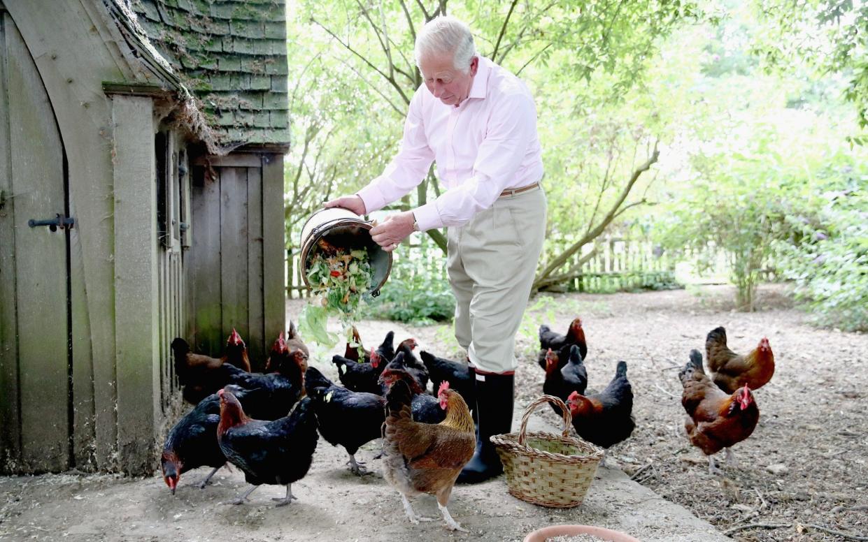 Prince Charles feeds his chickens at Highgrove - Getty Images Europe
