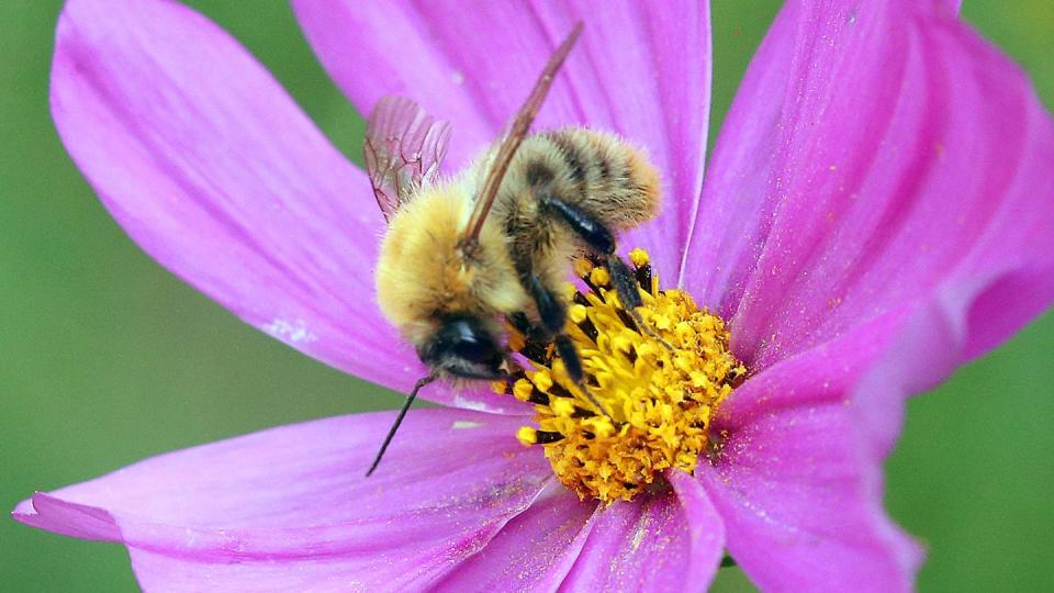 Zusätzliche Gebiete sollen unter besonderen Schutz gestellt werden, die wichtige Lebensräume für Insekten sind.