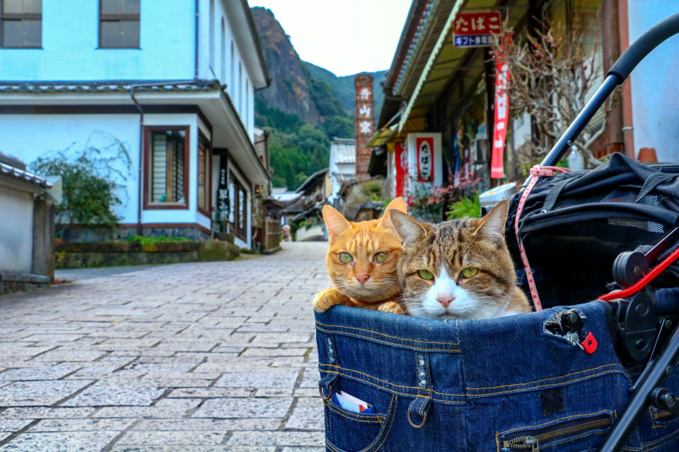 Adorable globe-trotting cats