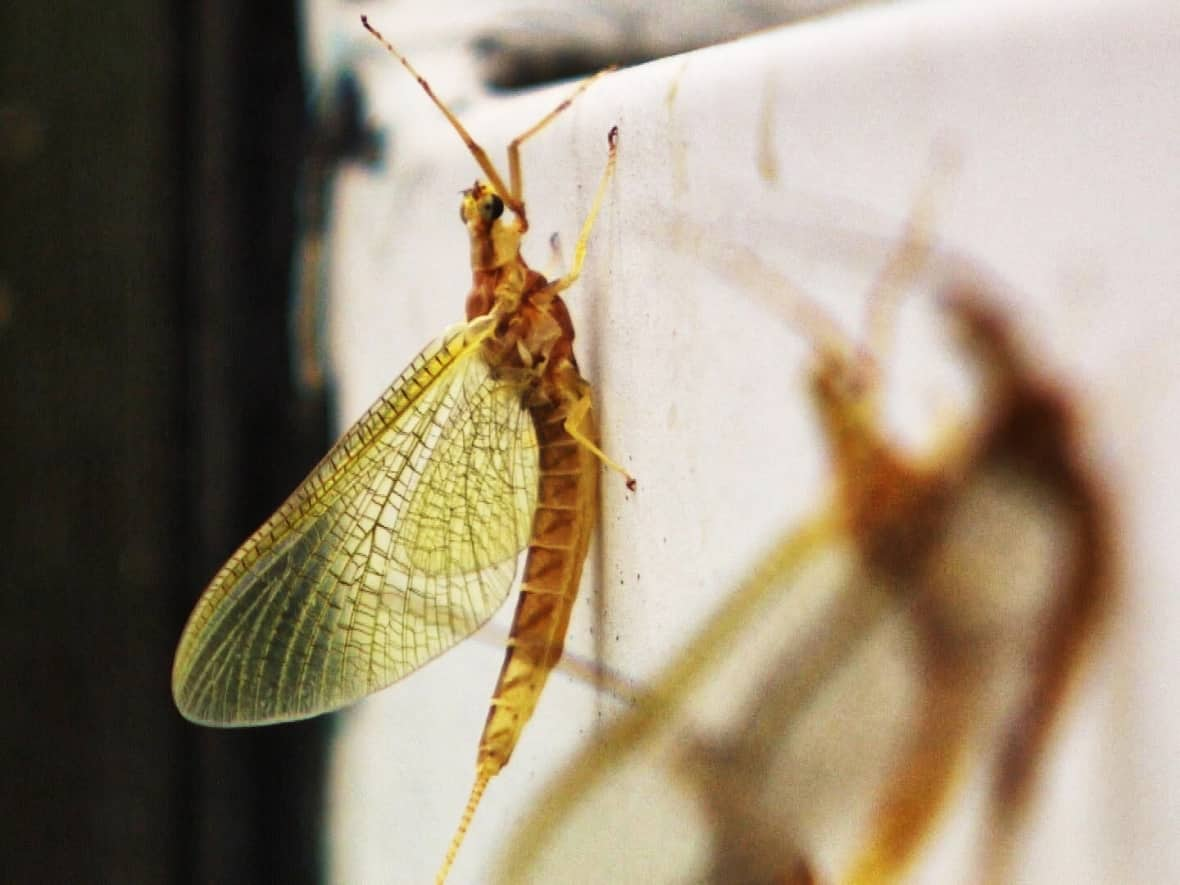 When mayflies initially emerge, they are a cream colour, but they shed their skin and become a reddish brown. (Gary Solilak/CBC - image credit)