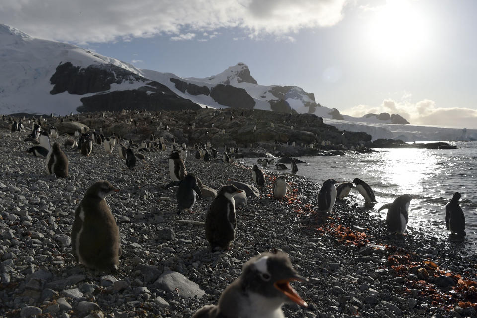 <p>Una vista de los pingüinos juanitos en la isla Cuverville, en la Península Antártica Occidental, el 4 de marzo de 2016. Las legiones de pingüinos marchan sobre las rocas y se lanzan a las heladas aguas de la Antártida, buscando alimentos para sus crías. Al igual que las focas y las ballenas, los pingüinos se alimentan de krill, un crustáceo similar a una gamba de una pulgada de largo que forma la base de la cadena alimenticia del Océano Antártico. Sin embargo, los que observan a los pingüinos aseguran que cada vez hay menos krill en la Península Antártica Occidental debido a que esta especie está siendo amenazada por el cambio climático y la pesca. (Foto: Eitan Abramovich/AFP/Getty Images) </p>