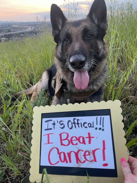 PHOTO: After being rescued from a local shelter, 12-year-old Cooper had a tumor on his neck that was successfully removed. (Courtesy of Trish Bauer)