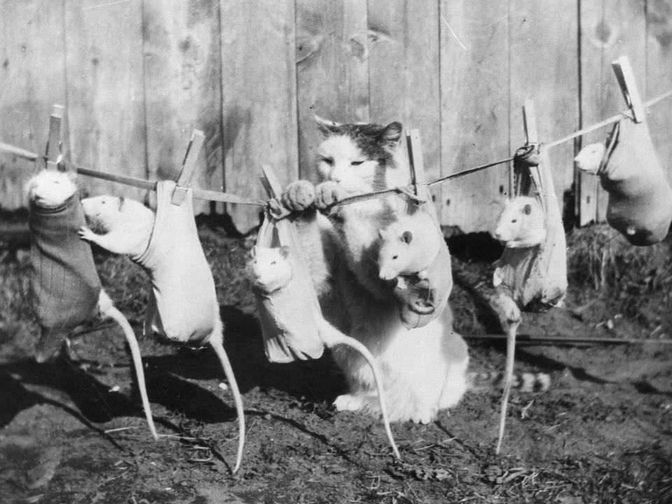cat hanging out rats to dry