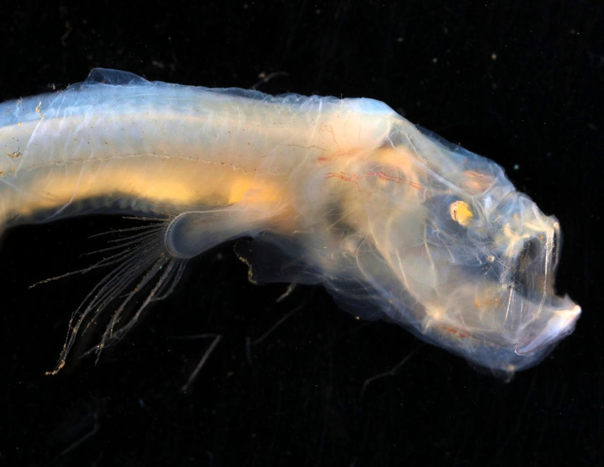 A newly discovered blind eel which births live young. 