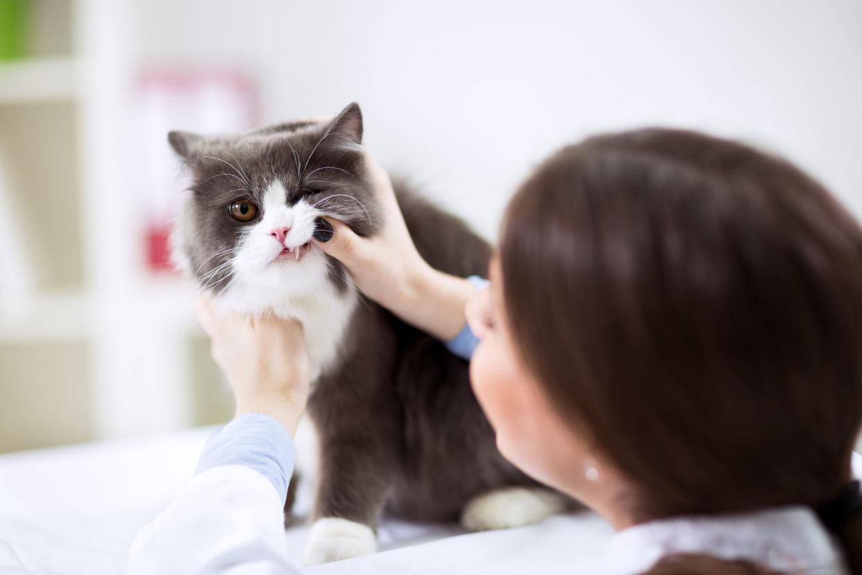 Veterinarian examining teeth of a persian cat while doing checku