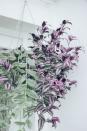 <p>With eye-catching green or bright purple striped leaves, this trailing plant will handle low light levels. Trandescantia plants look smashing in a hanging basket or draped over the edges of a shelf. </p><p><a class="link " href="https://go.redirectingat.com?id=74968X1596630&url=https%3A%2F%2Fbloomscape.com%2Fproduct%2Ftradescantia-zebrina%2F&sref=https%3A%2F%2Fwww.thepioneerwoman.com%2Fhome-lifestyle%2Fgardening%2Fg40365346%2Fbest-low-light-indoor-plants%2F" rel="nofollow noopener" target="_blank" data-ylk="slk:Shop Now;elm:context_link;itc:0;sec:content-canvas">Shop Now</a></p>