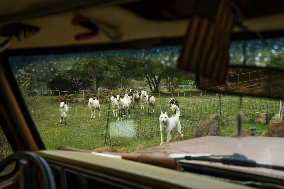 Max the dog and farm animals watch as Don Criswell drives through his ranch, Wednesday, Oct. 25, 2023, in Paradise, Calif. Criswell and his wife fought to save structures as the Camp Fire tore through their ranch in 2018. (AP Photo/Noah Berger)