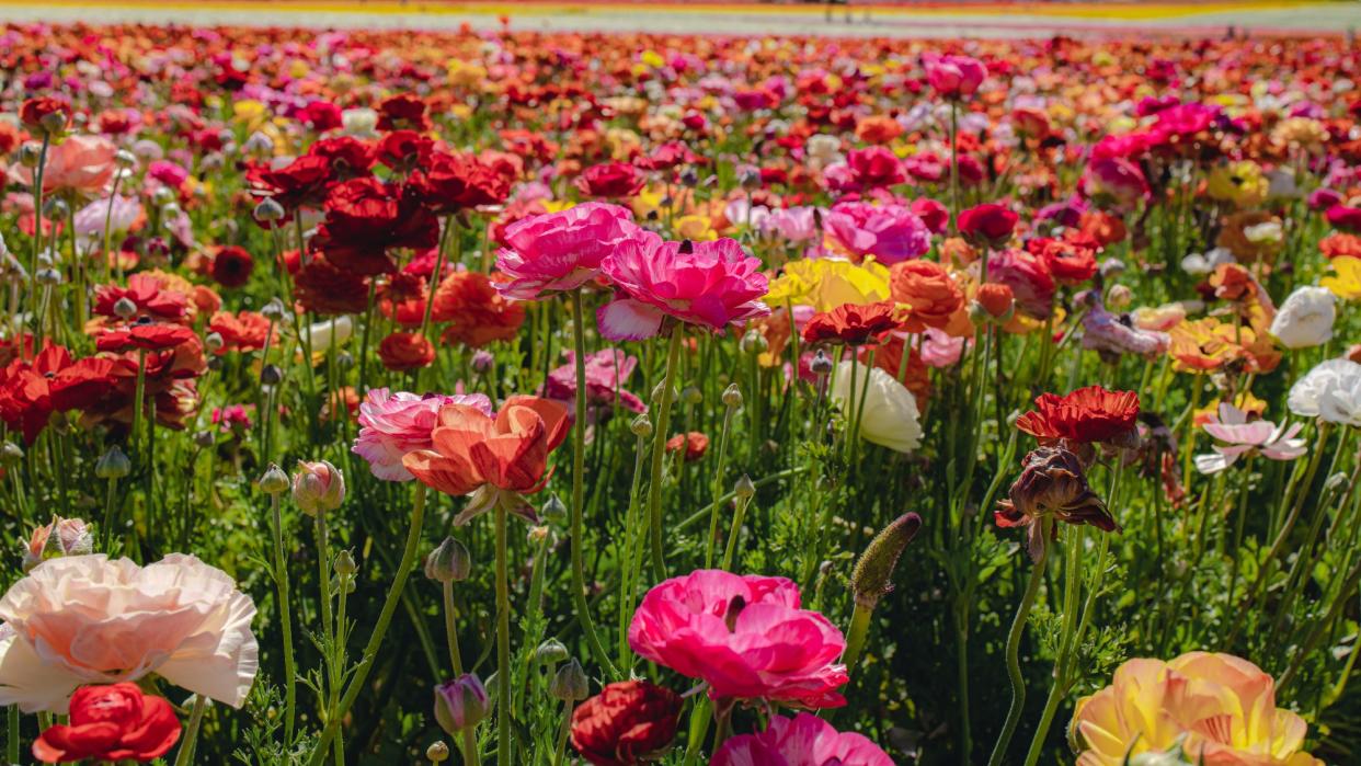  Pink and red ranunculus flowers at the Carlsbad Flower Fields. 