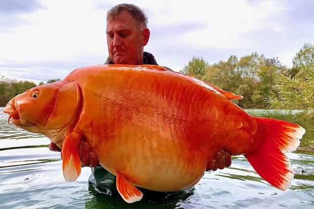 Angler Andy Hackett is celebrating after catching one of the world&#39;s biggest goldfish