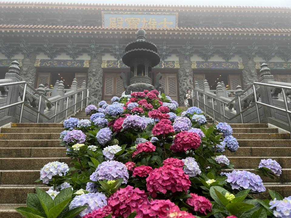 寶蓮寺不單止可以參拜，也可以欣賞初夏的繡球花。