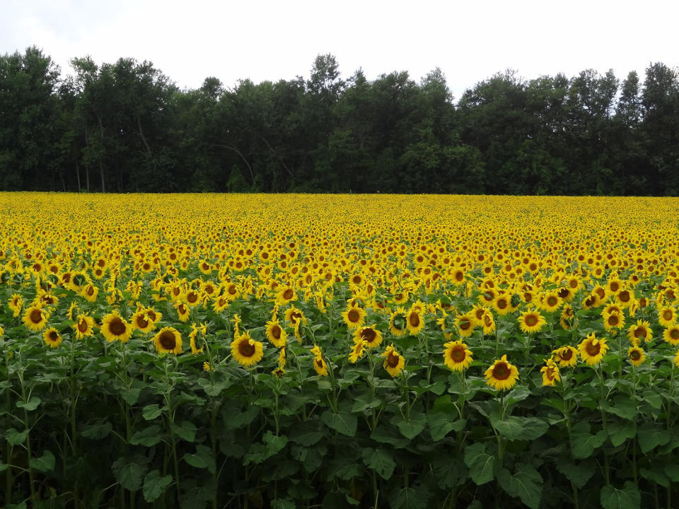 Foto de la granja de girasoles Bogle Seeds/Facebook