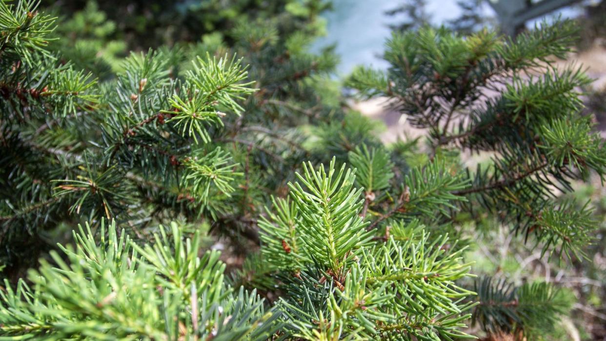 types of christmas trees, douglas fir tree branches