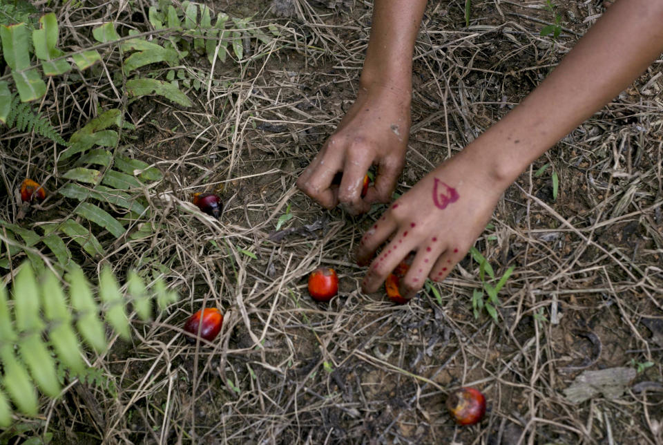 A child collects palm kernels from the ground at a palm oil plantation in Sumatra, Indonesia, Monday, Nov. 13, 2017. Indonesia is the world's largest palm oil producer. (AP Photo/Binsar Bakkara)