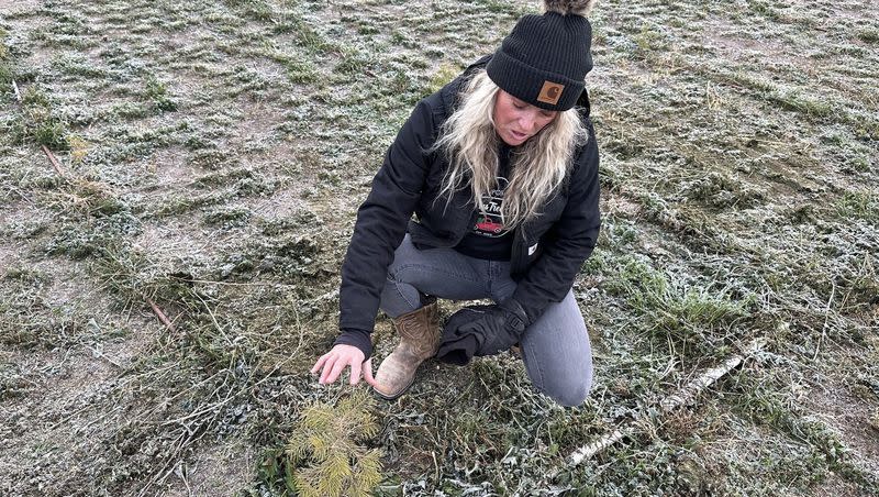 Jaemye Brandon shows a Christmas tree being grown on her farm near Tremonton on Nov. 1. A drip irrigation system waters it after help from Utah’s agriculture water optimization program.