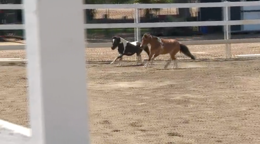 Lakewood Equestrian Center