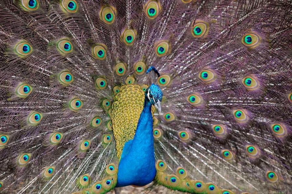 peacock