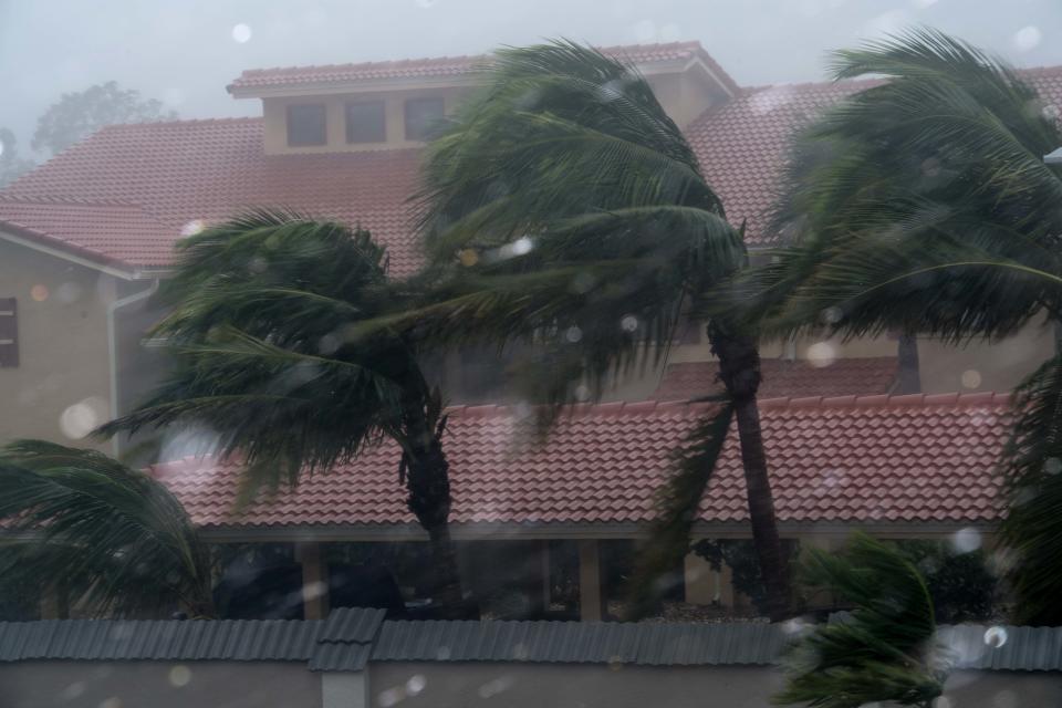 Palm trees blow in the winds of hurricane Irma in Bonita Springs, Florida, northeast of Naples, on September 10, 2017. Hurricane Irma regained strength to a Category 4 storm early as it began pummeling Florida and threatening landfall within hours. / AFP PHOTO / NICHOLAS KAMM        (Photo credit should read NICHOLAS KAMM/AFP via Getty Images)