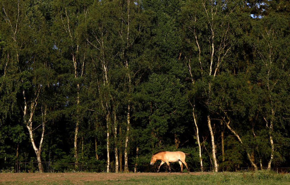 A Przewalski’s horse walks on a meadow in Dolni Dobrejo