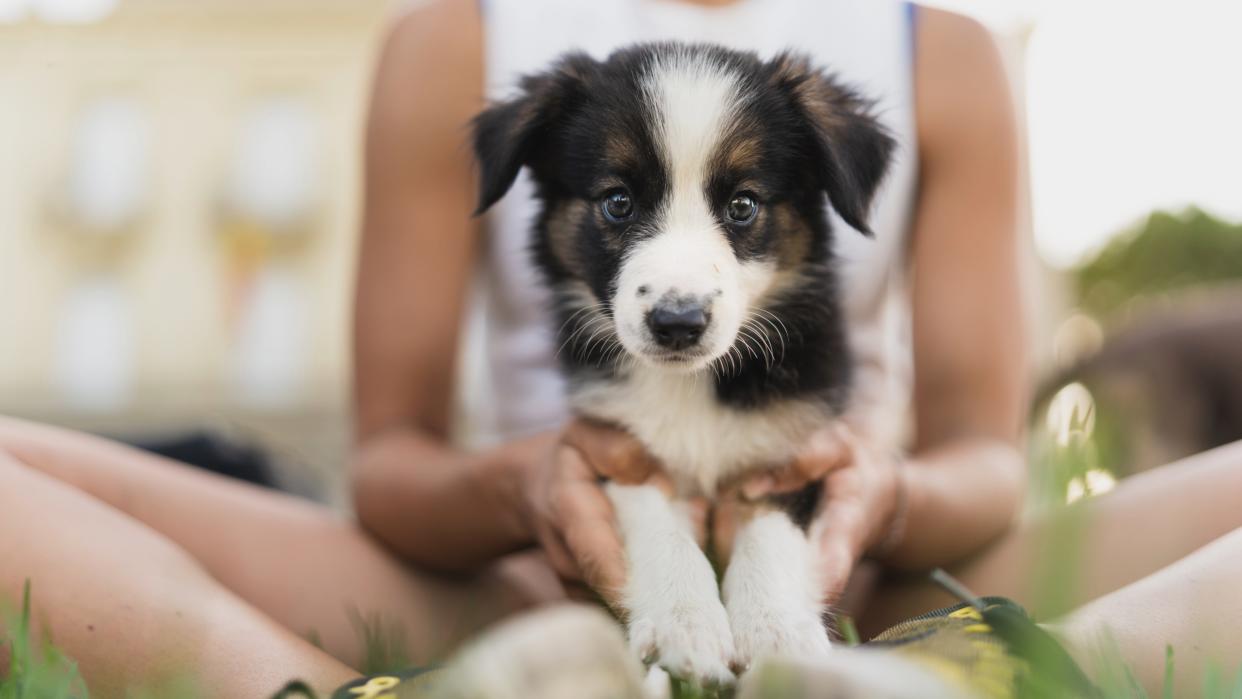  Portrait of a border collie puppy sitting with his owner in the park. 