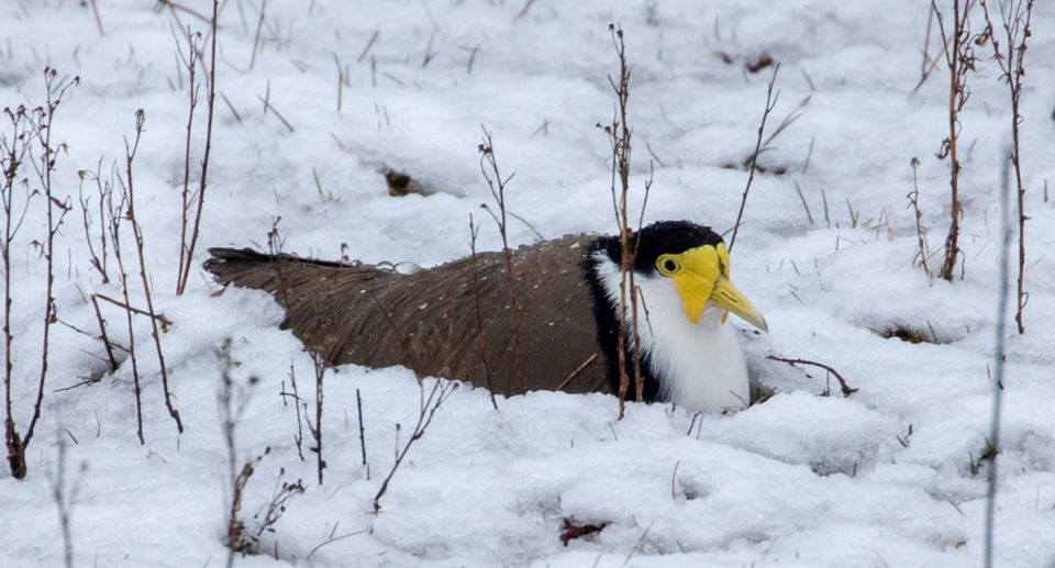 A plover sitting in the snow in Blackheath, NSW.