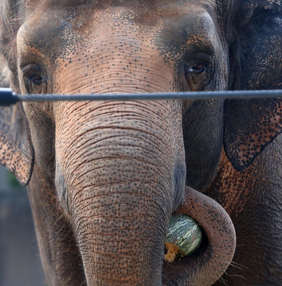 Punch the Elephant at the Louisville Zoo got in on the celebration of the season with a pumpkin enrichment during the Zoo’s Animal Pumpkin Smash.Oct. 31, 2021