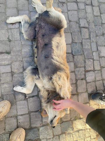 <p>Lindsay Paluba</p> The condition of Kit the dog's fur when she was rescued from the streets of Turkey