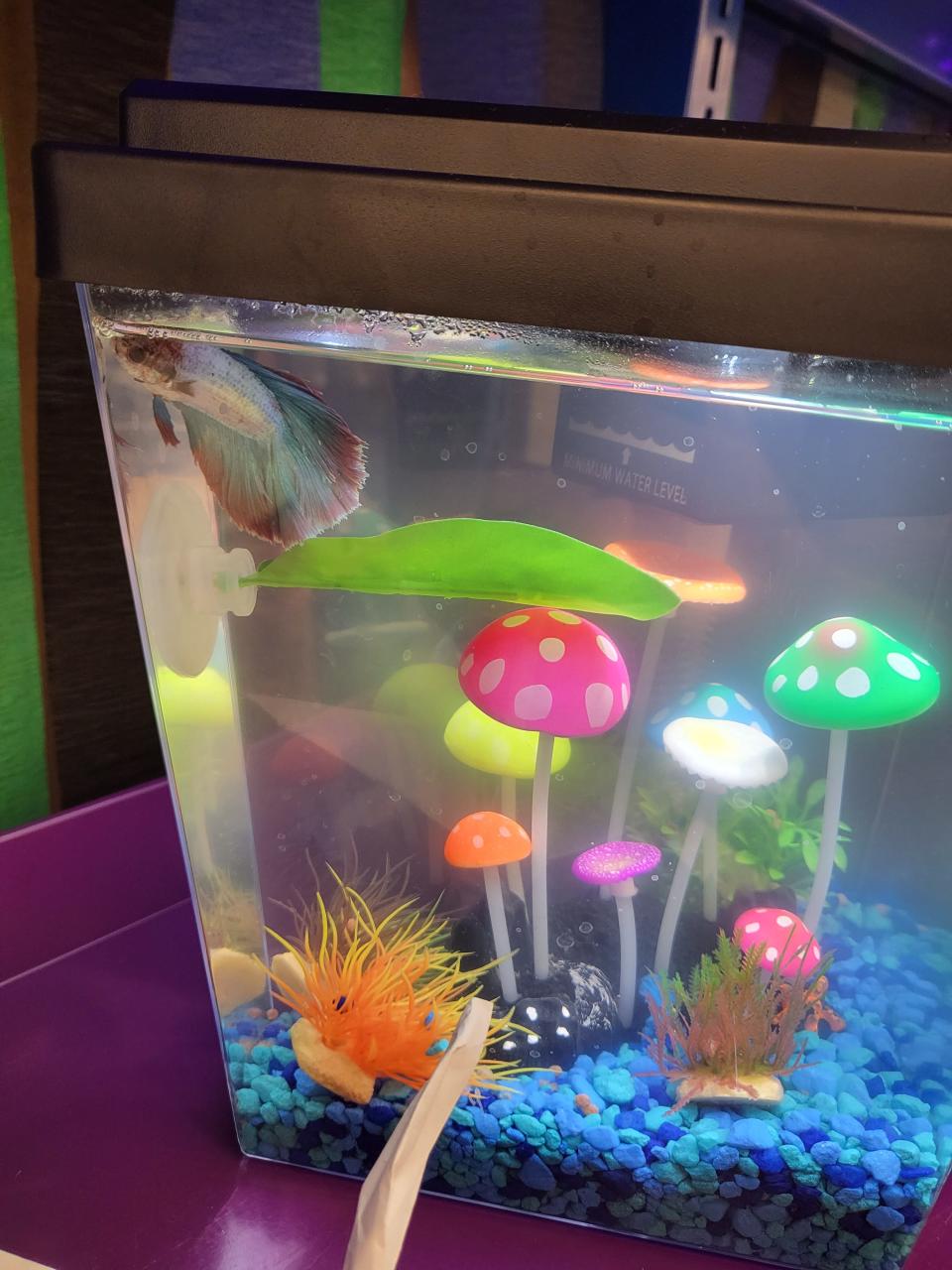 Bubbles the beta swims in his aquarium on a shelf behind the desk Tuesday in the Houma Main Library's children's section.