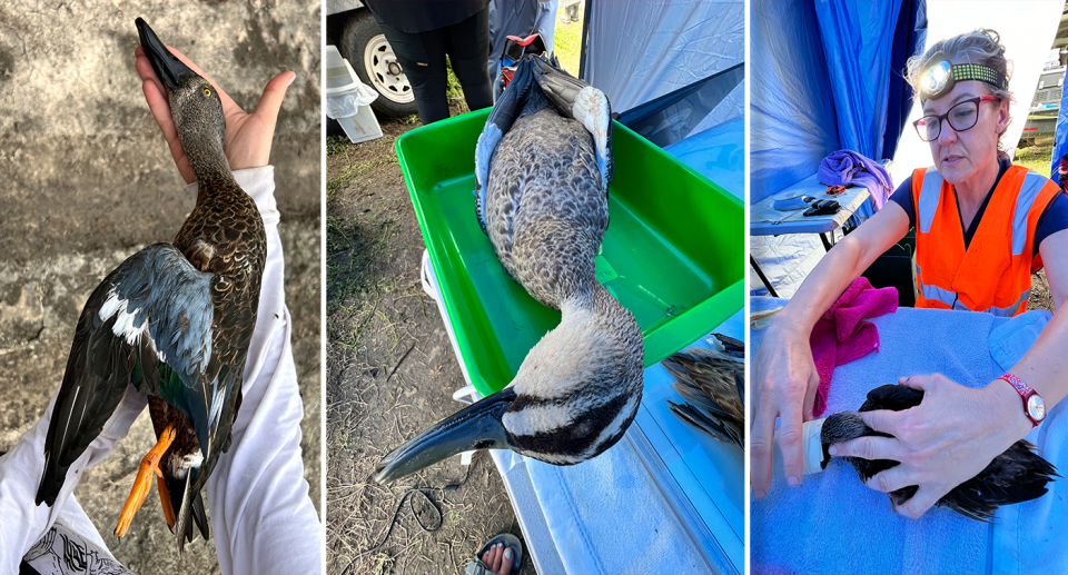 Wildlife Victoria have administered treatment to ducks with gunshot injuries in Kerang. Source: Supplied