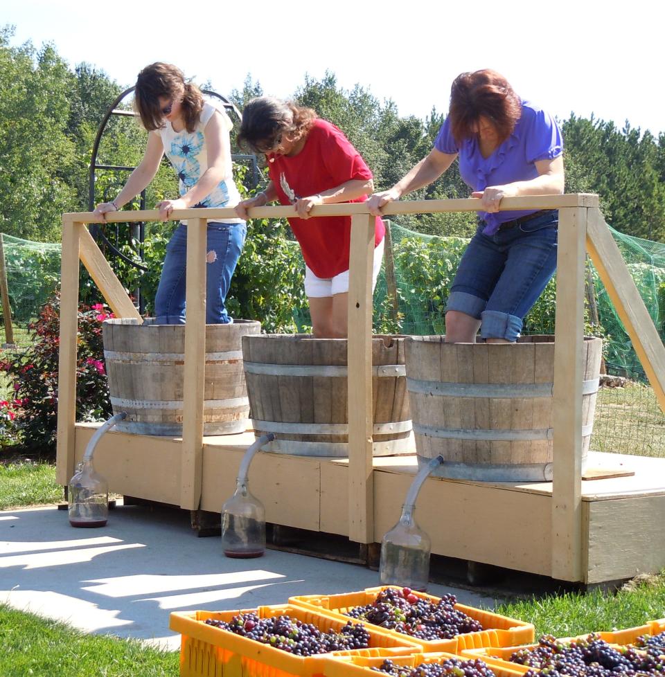 Competitors employ their foot power to mash away in the grape stomp competition at last year's Wisconsin Wine Harvest Festival at Parallel 44 Vineyard & Winery in Kewaunee.