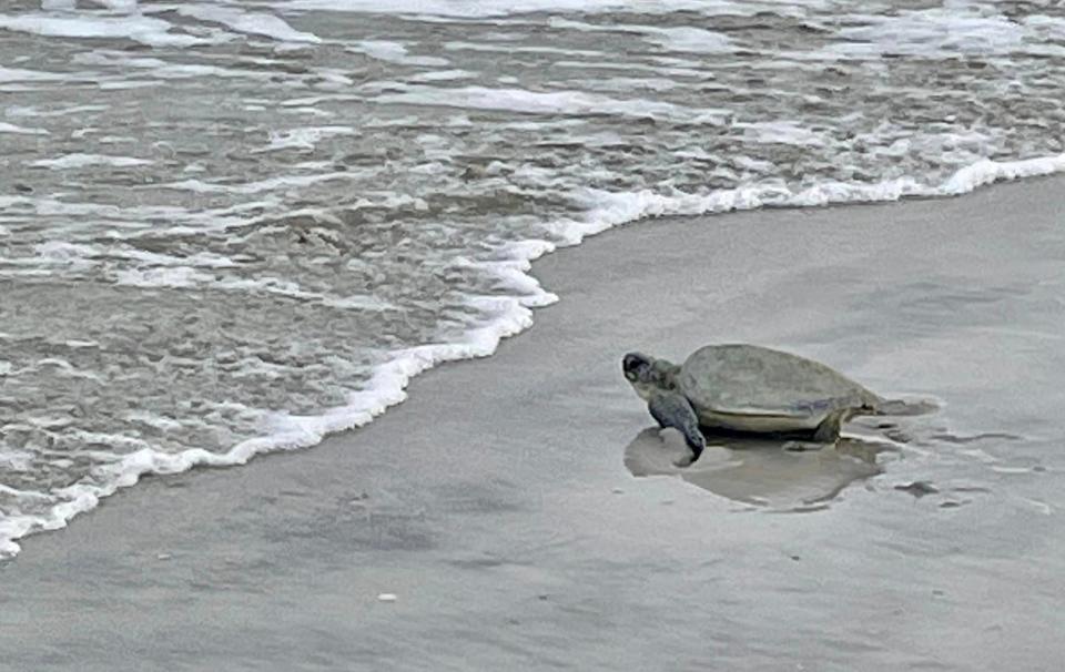 FWC, the Environmental Department of Naval Station Mayport, and a sailor all helped to get a group of juvenile green sea turtles back into the ocean.