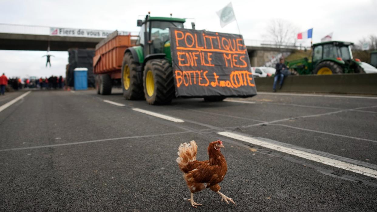  A rooster crosses the highway during farmer protests in France. 